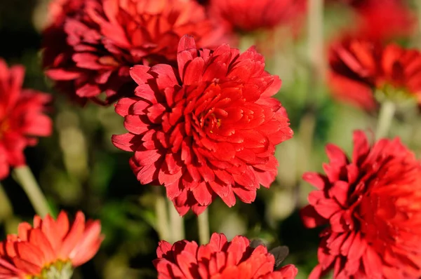 Herbst Schöne Bunte Blüten Der Chrysantheme Isoliert Auf Weißem Hintergrund — Stockfoto