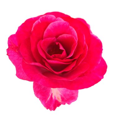 Beyaz arkaplanda izole edilmiş kırmızı güzel gül.