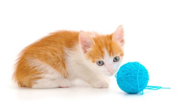 Küçük kedi yavrusu beyaz arka planda izole edilmiş bir iplik yumağıyla oynuyor..