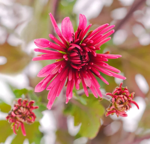 Sonbahar Güzel Renkli Çiçekler Kasımpatı Arka Plan — Stok fotoğraf