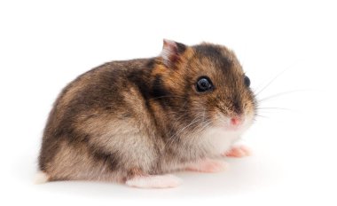 Cüce gri hamster beyaz arka planda izole.