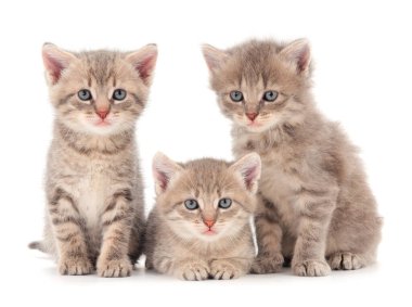 Önde beyaz arka planda izole edilmiş üç yavru kedi var.. 