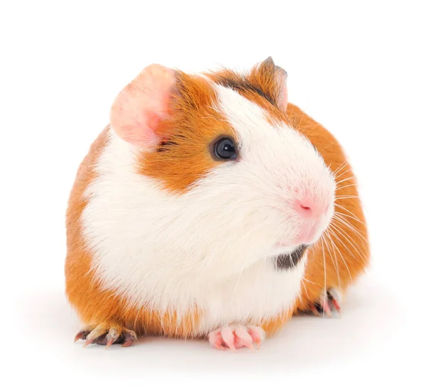 Guinea Pig Isolated White Background Funny Guineapig — Stock Photo, Image