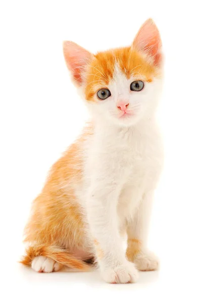 Small Red Kitten White Background — Stock Photo, Image
