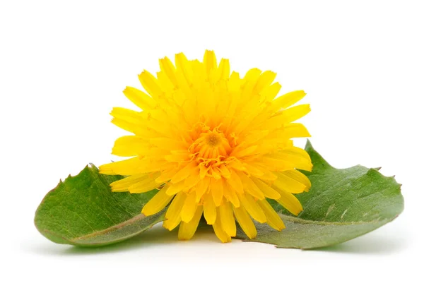 Dandelion Flowers Isolated White Background — Stock Photo, Image