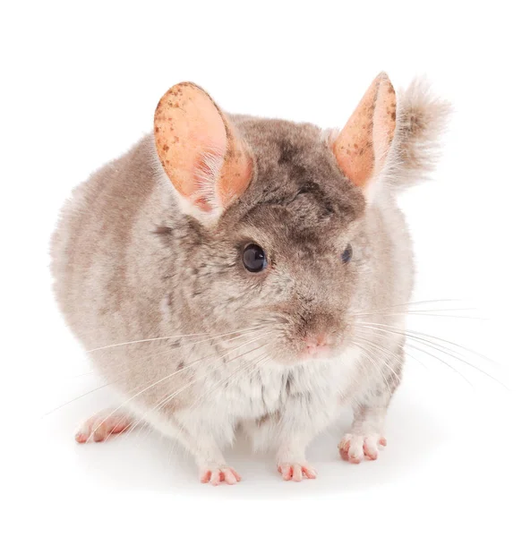 Pequeña Chinchilla Gris Aislada Sobre Fondo Blanco —  Fotos de Stock