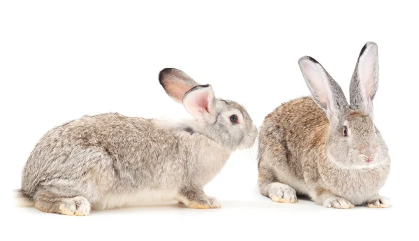 Grijze Konijnen Geïsoleerd Een Witte Achtergrond — Stockfoto