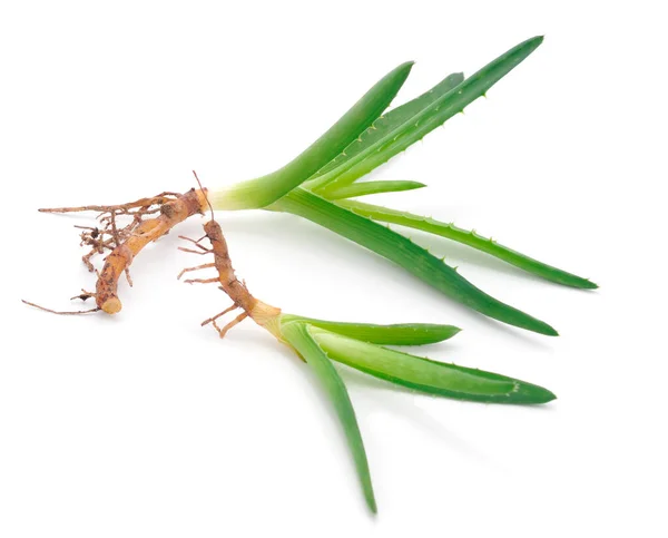 Ein Bündel Aloe Isoliert Auf Weißem Hintergrund Medizin — Stockfoto