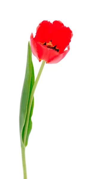 Single Red Tulip Flower Isolated White Background Spring Flower — Stock Photo, Image