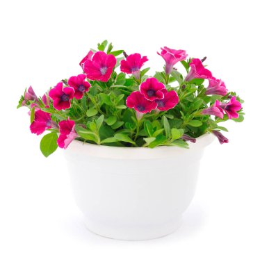 Beyaz bir arka planda izole bir tencerede duran bir buket çiçek sülfinisi.. 