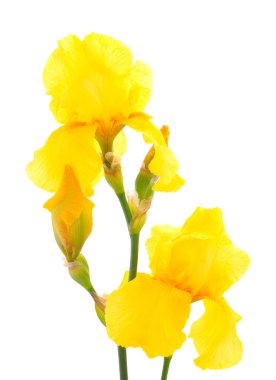 İris çiçeği beyaz arkaplanda izole edildi.