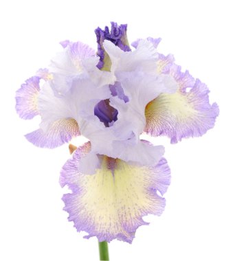 İris çiçeği beyaz arkaplanda izole edildi.