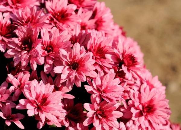 Ősz Gyönyörű Színes Virágok Krizantém Háttér — Stock Fotó
