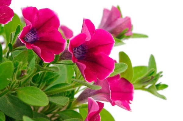 Bouquet Fiori Sulfinia Una Pentola Isolata Fondo Bianco — Foto Stock