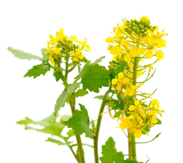 Fleurs Canola Fraîches Isolées Sur Blanc Contexte — Photo