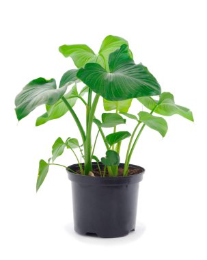 Beyaz arka planda izole bir tencerede zambaklar.