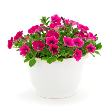 Beyaz bir arka planda izole bir tencerede duran bir buket çiçek sülfinisi.. 