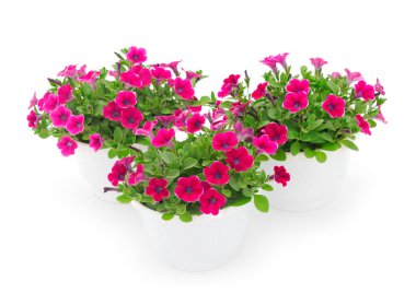 Beyaz bir arka planda izole bir tencerede duran bir buket çiçek sülfinisi.. 