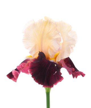 İris çiçeği beyaz arkaplanda izole edildi.