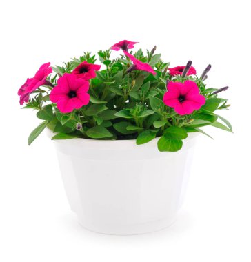 Çiçek buketi petunya bir tencerede, beyaz bir arka planda izole edilmiş..