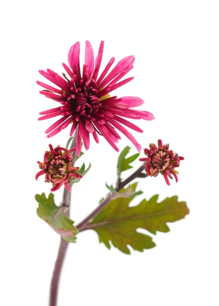 Otoño Hermosas Flores Coloridas Crisantemo Aislado Sobre Fondo Blanco — Foto de Stock