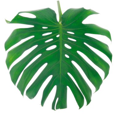 Beyaz arka planda yaprak canavarları.