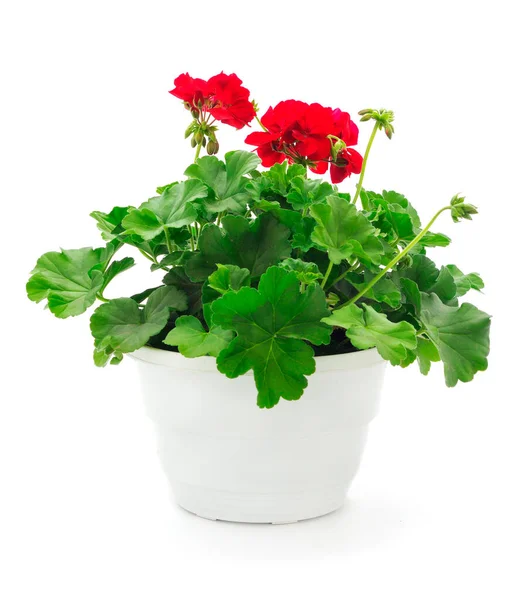 Mooie Geranium Bloem Pot Geïsoleerd Een Witte Achtergrond — Stockfoto