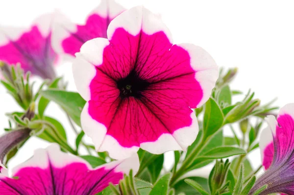 Beautiful Flower Petunia Isolated White Background — 스톡 사진