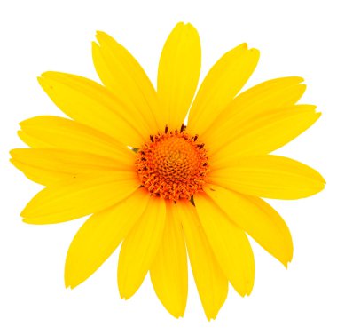 Bouquet one wildflower isolated on white background.