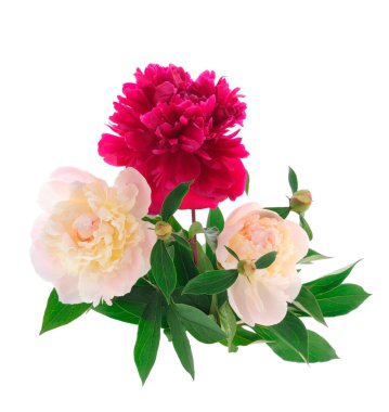 beyaz arkaplanda yalıtılmış şakayık çiçeği.