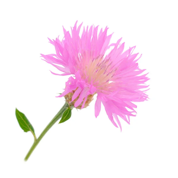 One Pink Wildflower Isolated White Background — Stok fotoğraf