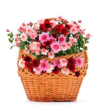 Sonbahar, beyaz arka planda izole edilmiş sepetteki güzel renkli kasımpatı çiçekleri..