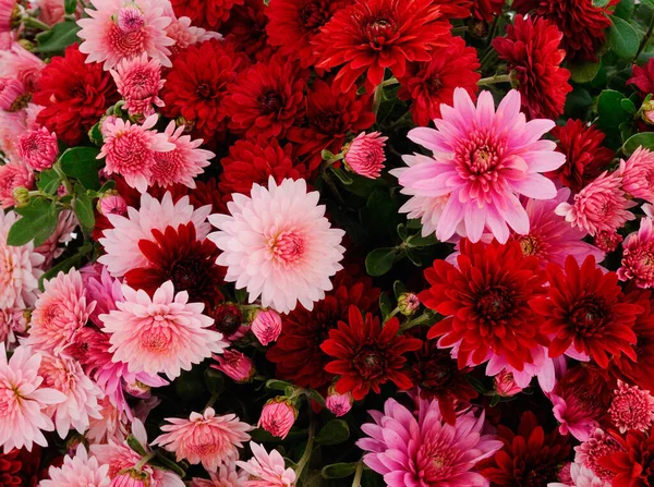 Autumn Beautiful Colorful Flowers Chrysanthemum Background — Stock Photo, Image