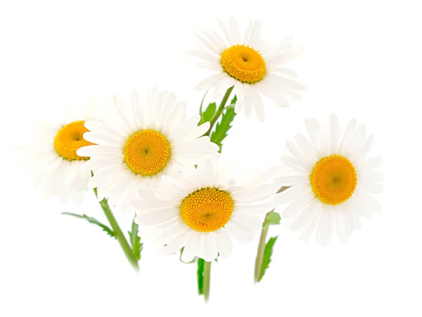 Close Beautifu White Wildflowers Isolated White Background — Stok fotoğraf