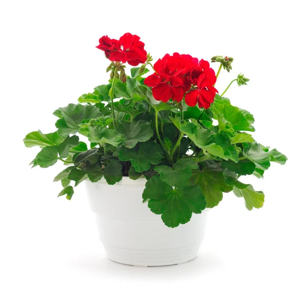 Mooie Geranium Bloem Pot Geïsoleerd Een Witte Achtergrond — Stockfoto