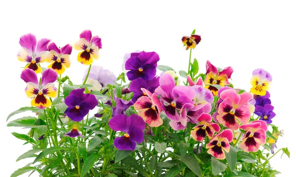 Indah Warna Warni Bunga Pansy Taman Viola Closeup Stok Gambar