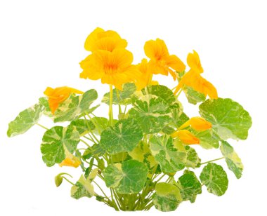 Beyaz arka planda izole edilmiş güzel nasturtium çiçekleri. 