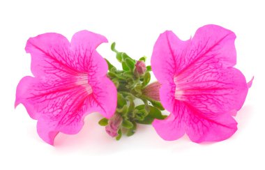 Beautiful flower pink petunia isolated on a white background. 