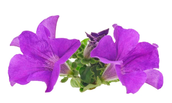 Beautiful Flower Petunia Isolated White Background — стоковое фото