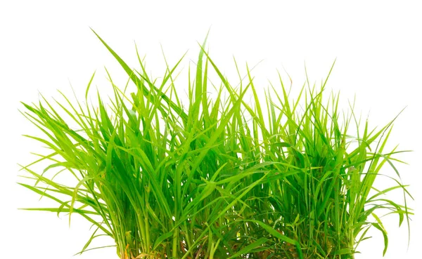 Ein Bündel Frisches Grünes Gras Isoliert Auf Weißem Hintergrund — Stockfoto