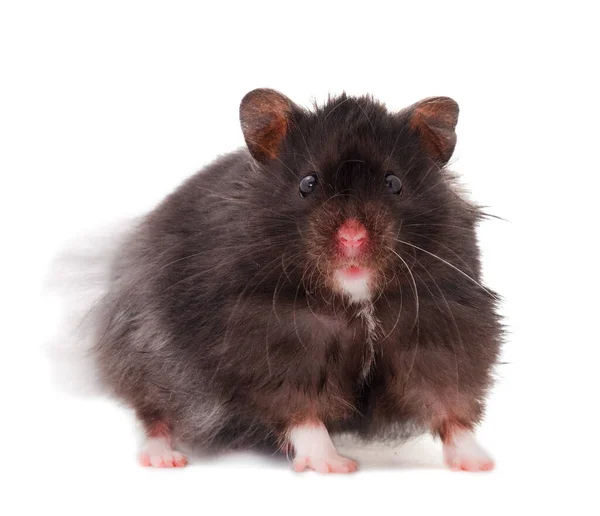 Hamster Hitam Kerdil Terisolasi Pada Latar Belakang Putih — Stok Foto