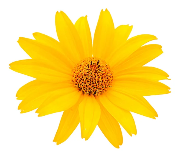 Yellow flower Rudbeckia, (mini sunflower) isolated on white background.