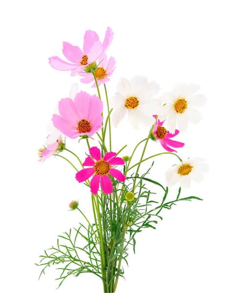 Kaliforniya Poppy 'nin yakın çekimi beyaz arka planda izole edildi.