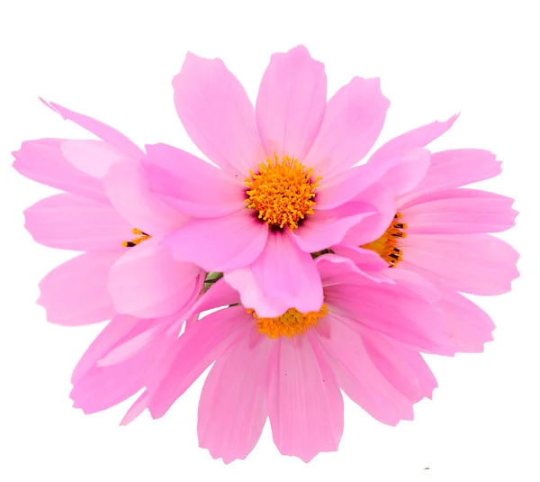 Close-up of beautifu pink wildflowers isolated on white background.