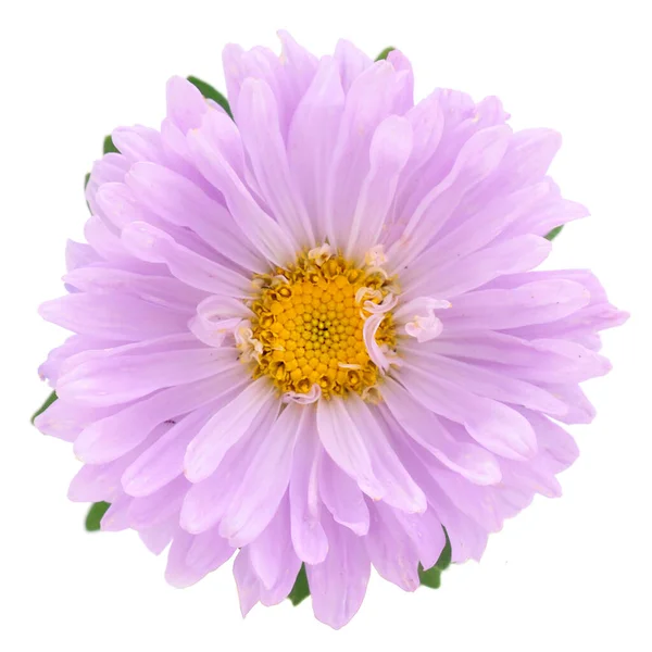 Aster flower head isolated on white background.