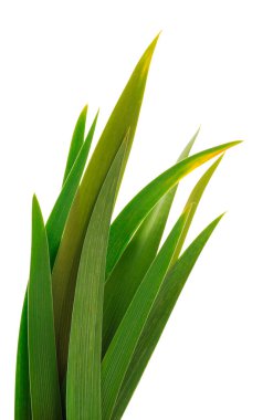 Beyaz arka planda izole edilmiş taze yeşil çimenler.. 