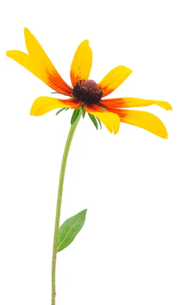 Sarı Çiçek Rudbeckia Mini Ayçiçeği Beyaz Arka Planda Izole — Stok fotoğraf