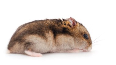 Cüce gri hamster beyaz arka planda izole.