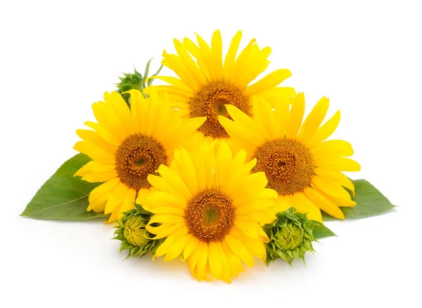 Gruppo Giallo Brillante Bel Girasole Fiori Collage Isolato Sfondo Bianco — Foto Stock