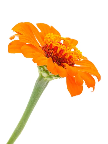 Beautiful Orange Flower Zinnia Isolated White Background —  Fotos de Stock